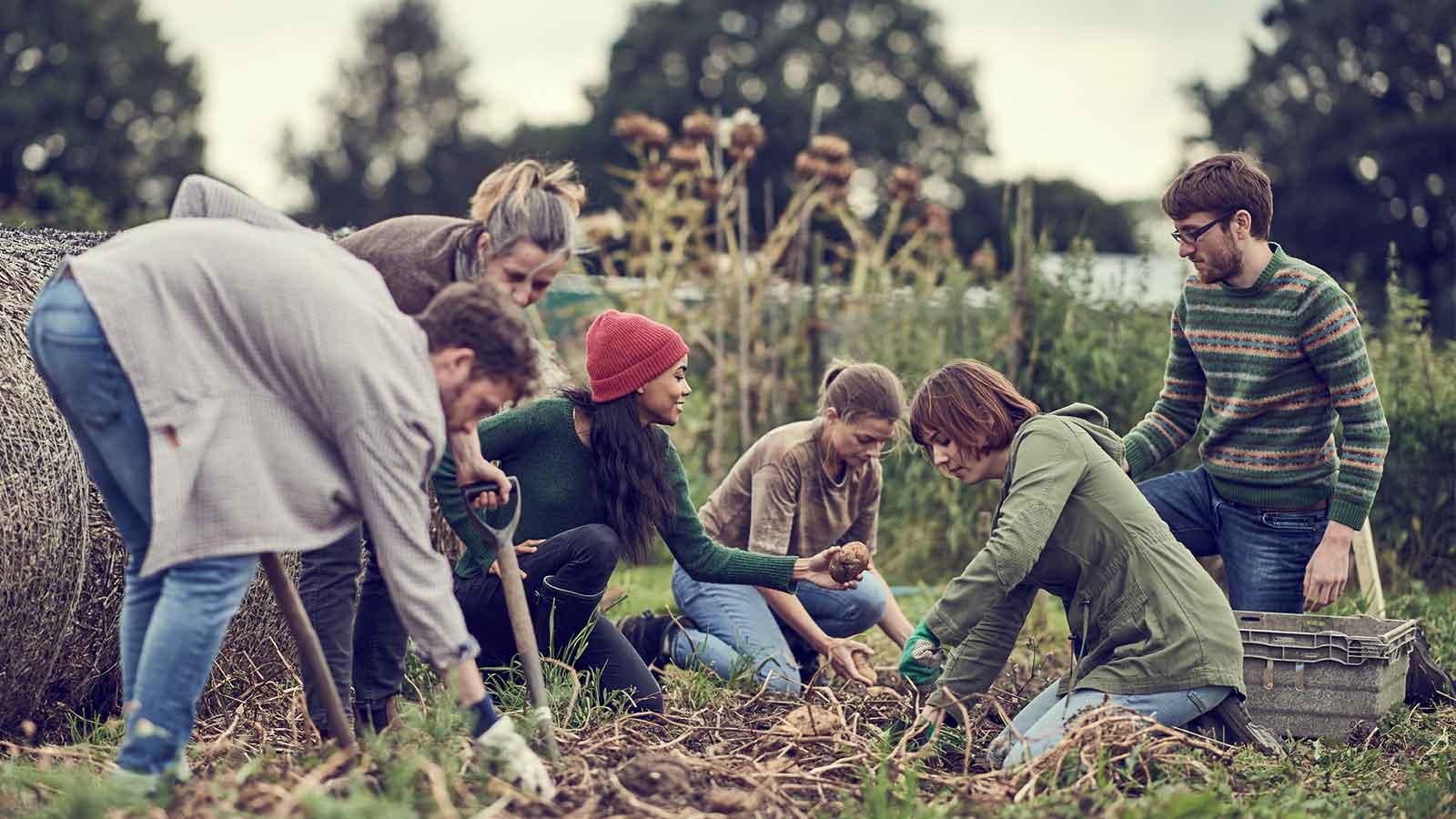 A group of people digging for potatoes in a field