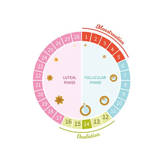 Menstrual cycle illustration